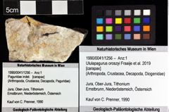 Foto (Objket + Etiketten) von Ululapagurus oroszyi (Fraaije et al., 2019) 